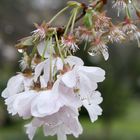 Japanischer Garten