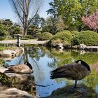 Japanischer Garten