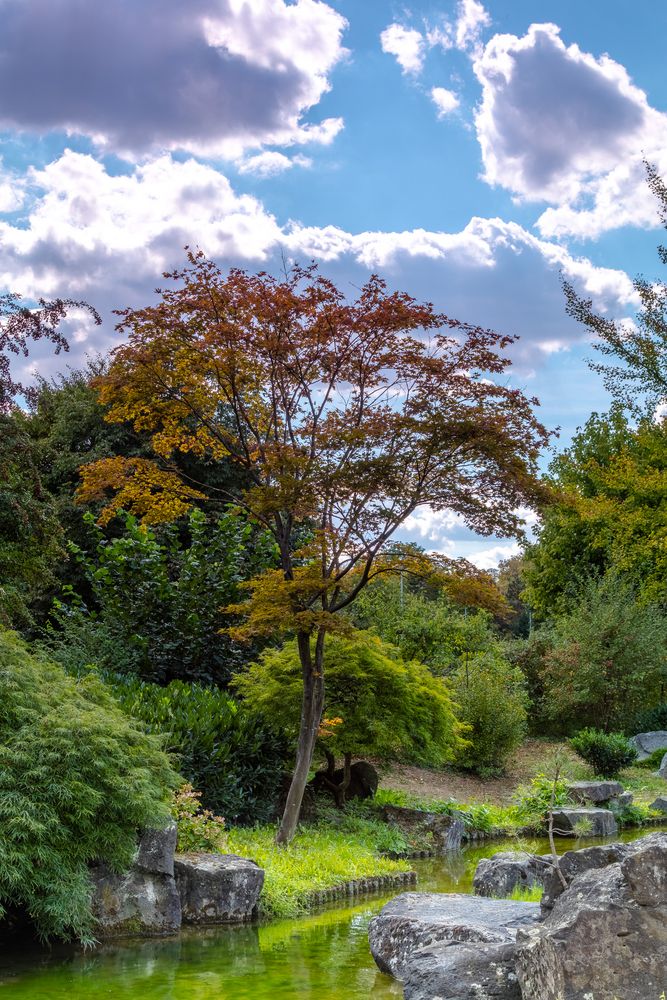 Japanischer Garten Bietigheim 20180826- Foto & Bild ...