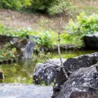 Japanischer Garten Bietigheim20180826-25313