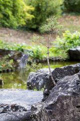 Japanischer Garten Bietigheim20180826-25313