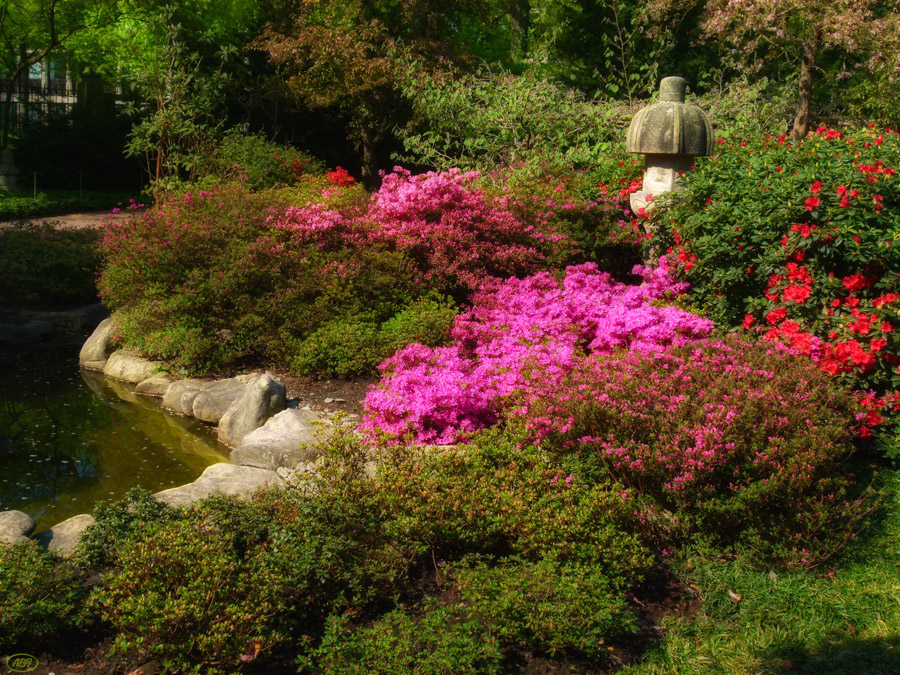 Japanischer Garten im April... (3)