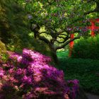 Japanischer Garten im April... (4)