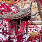 Japanischer Garten im Herbst