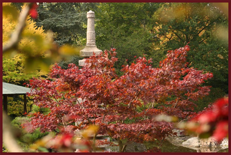 Japanischer Garten in der Bonner Rheinaue