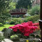 Japanischer Garten in Leverkusen...