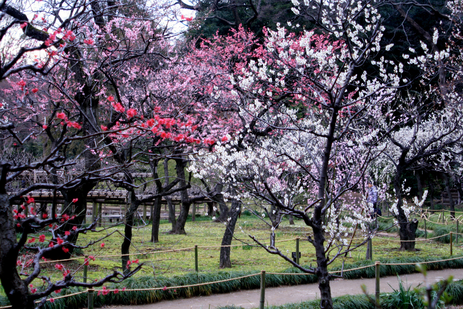 Japanischer Garten in Tokyo