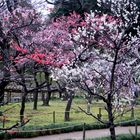 Japanischer Garten in Tokyo