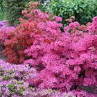 Japanischer Garten Leverkusen / Blütenpracht