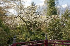 Japanischer Garten - Leverkusen III