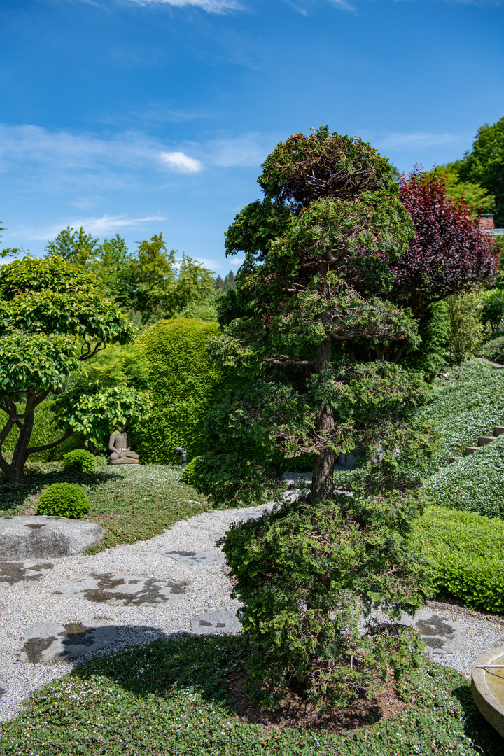 Japanischer Garten mit Zier Zypresse