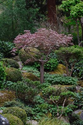 Japanischer Garten Würzburg