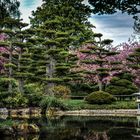 Japanischer Garten zur Kirschblüte...