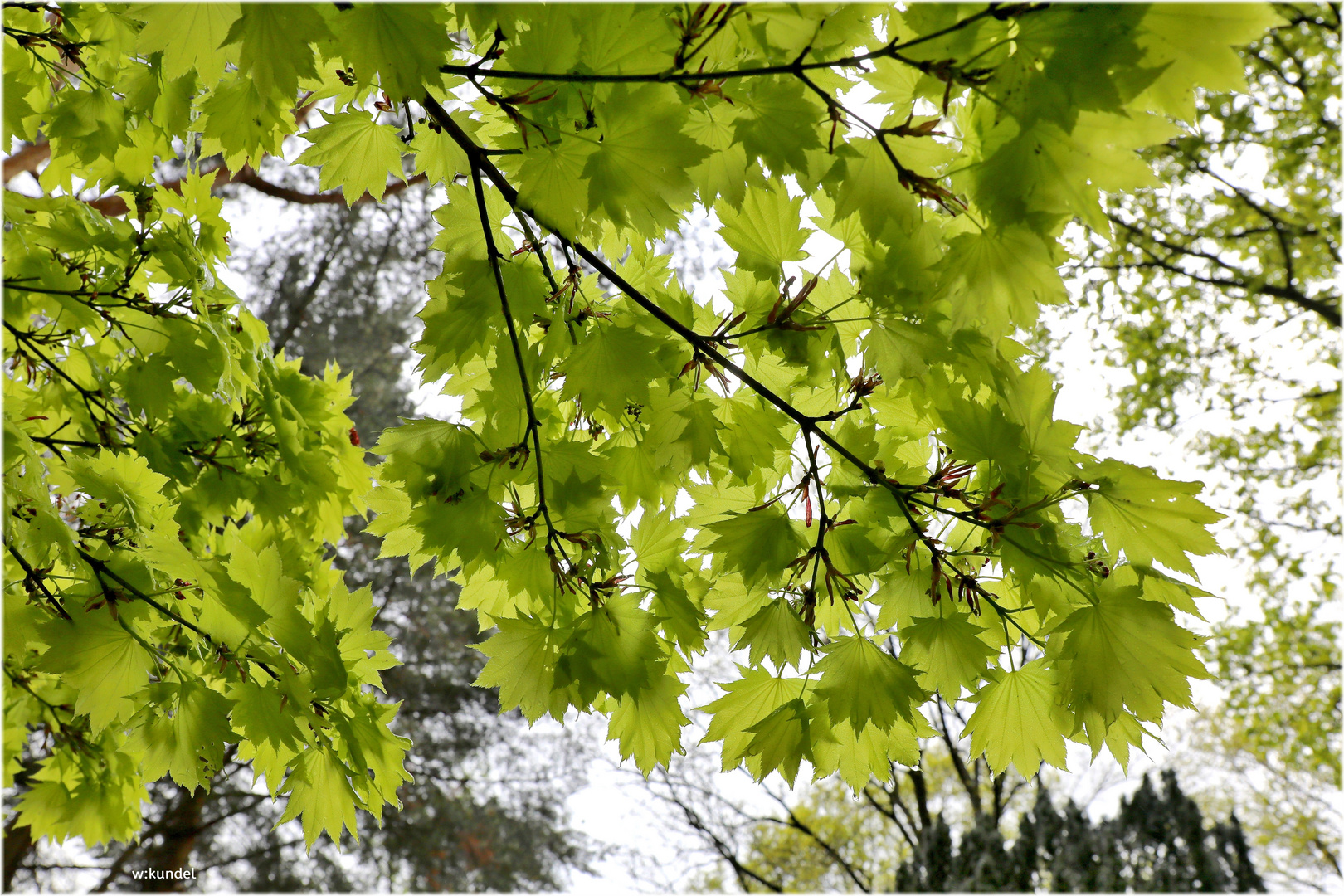 Japanischer Goldahorn (Acer shirawasanum) 