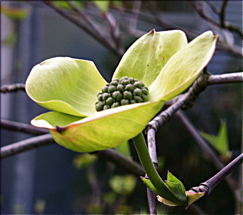 Japanischer Hartriegel Foto & Bild pflanzen, pilze & flechten