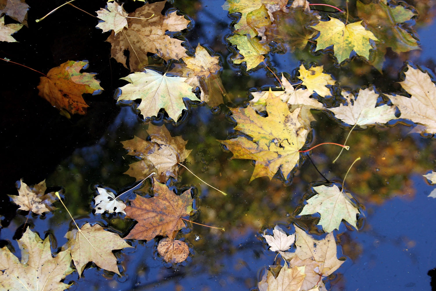 Japanischer Herbst