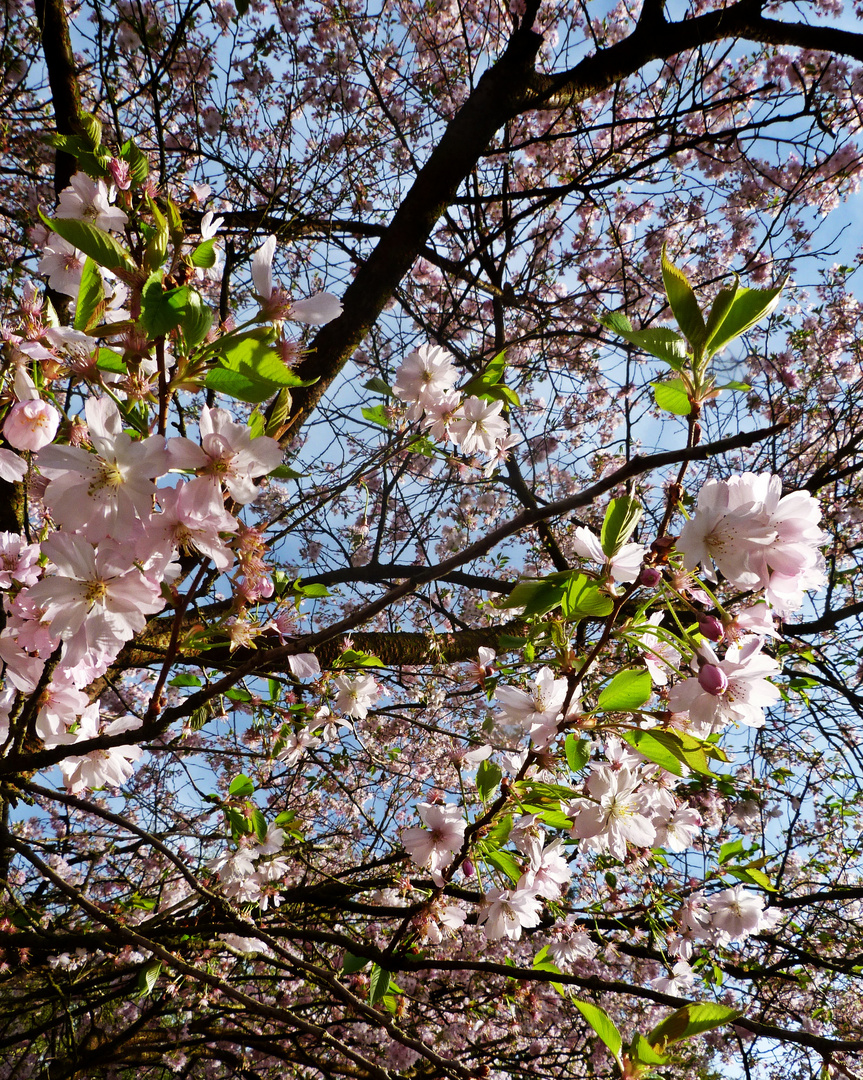 Japanischer Kirschbaum