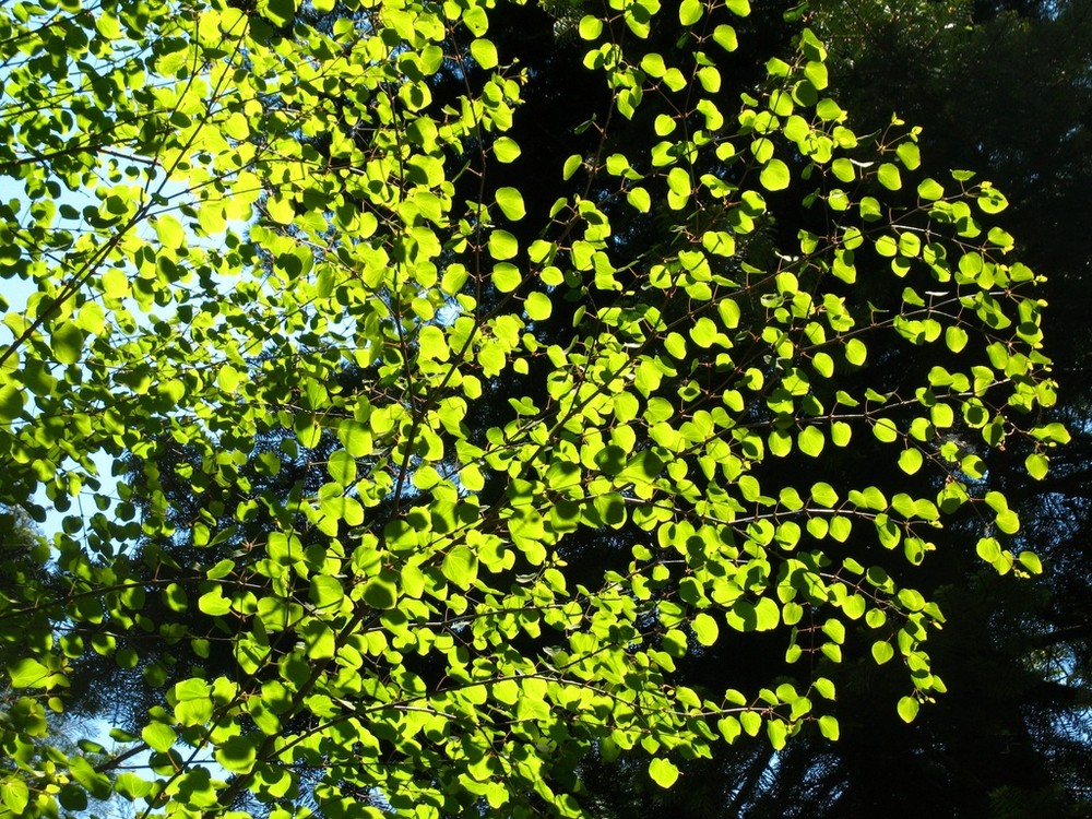 japanischer Kuchenbaum (Cercidiphyllum japonicum)