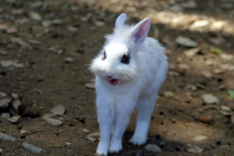 Japanischer KungFu-Hase