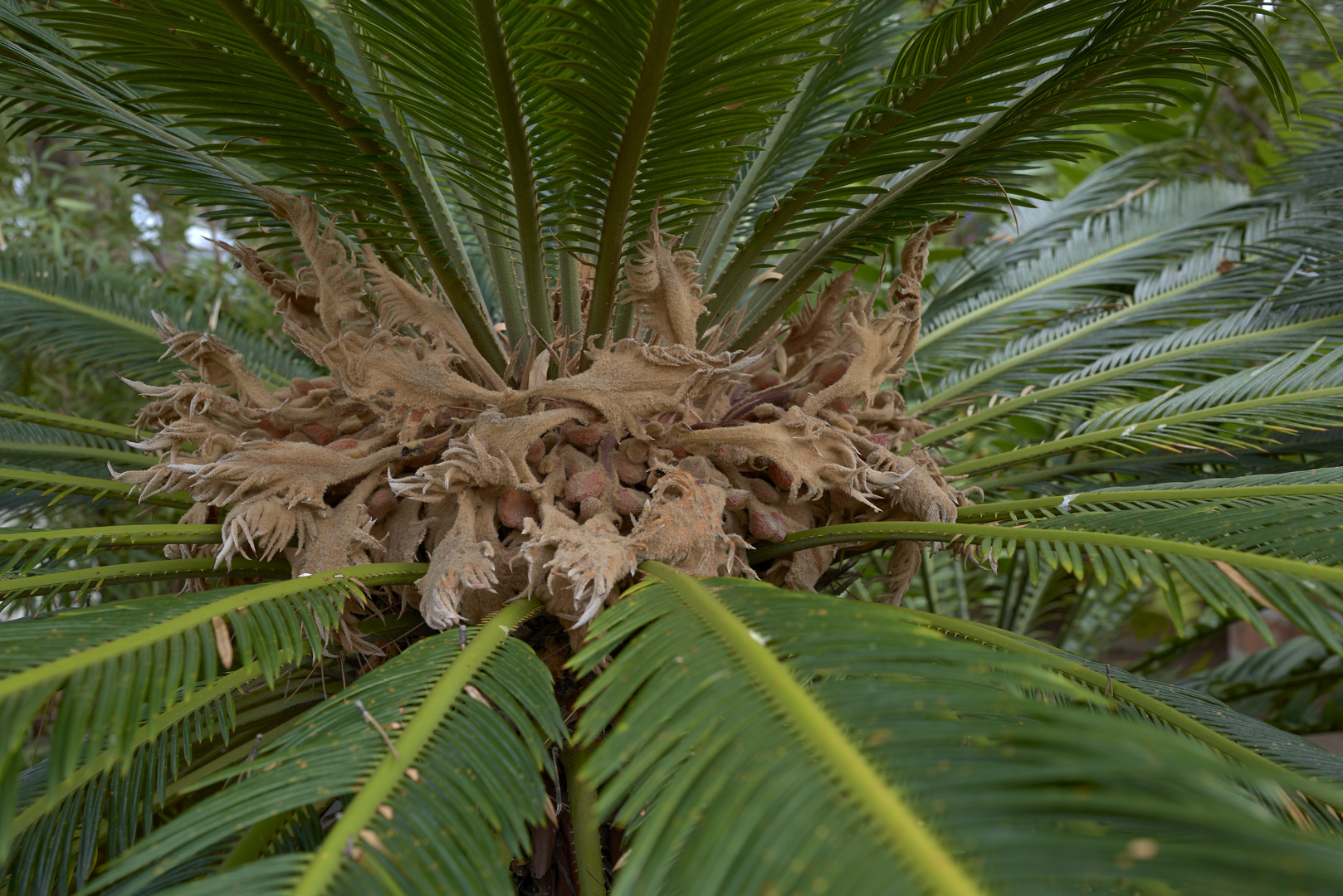 Japanischer Palmfarn