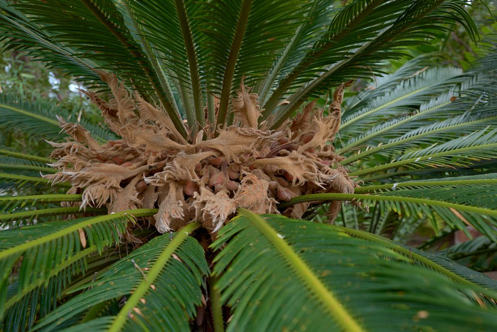 Japanischer Palmfarn