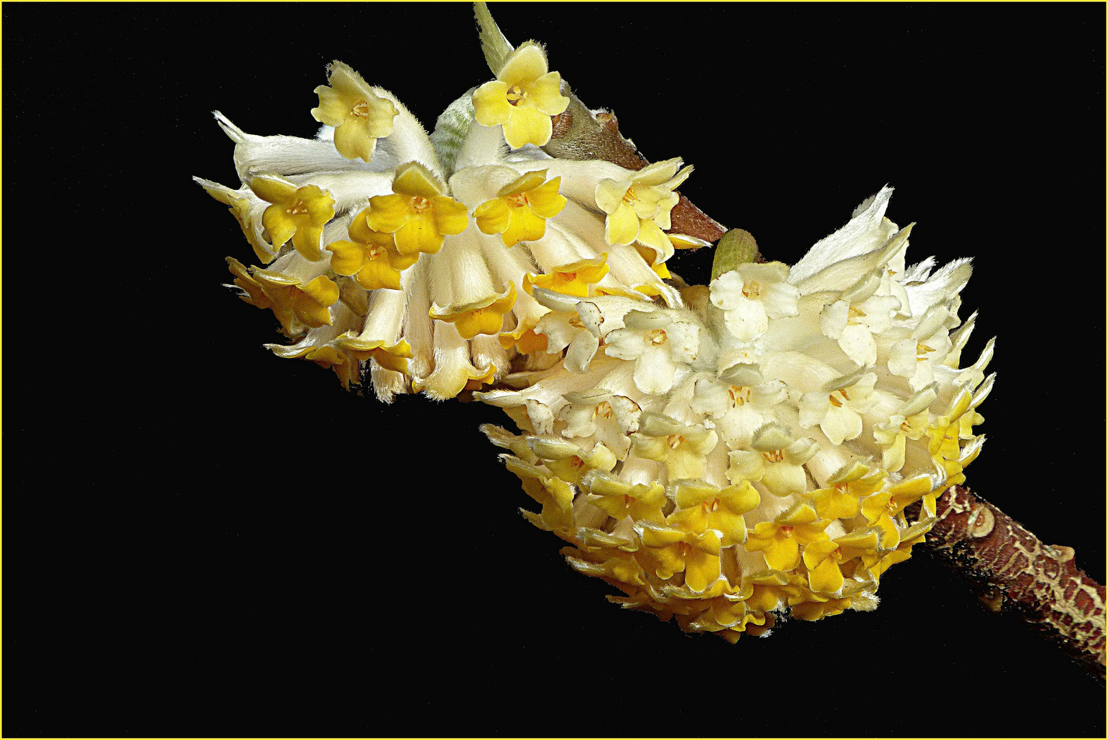 Japanischer Papierstrauch / Mitsumata (Edgeworthia chrysantha)