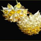 Japanischer Papierstrauch / Mitsumata (Edgeworthia chrysantha)