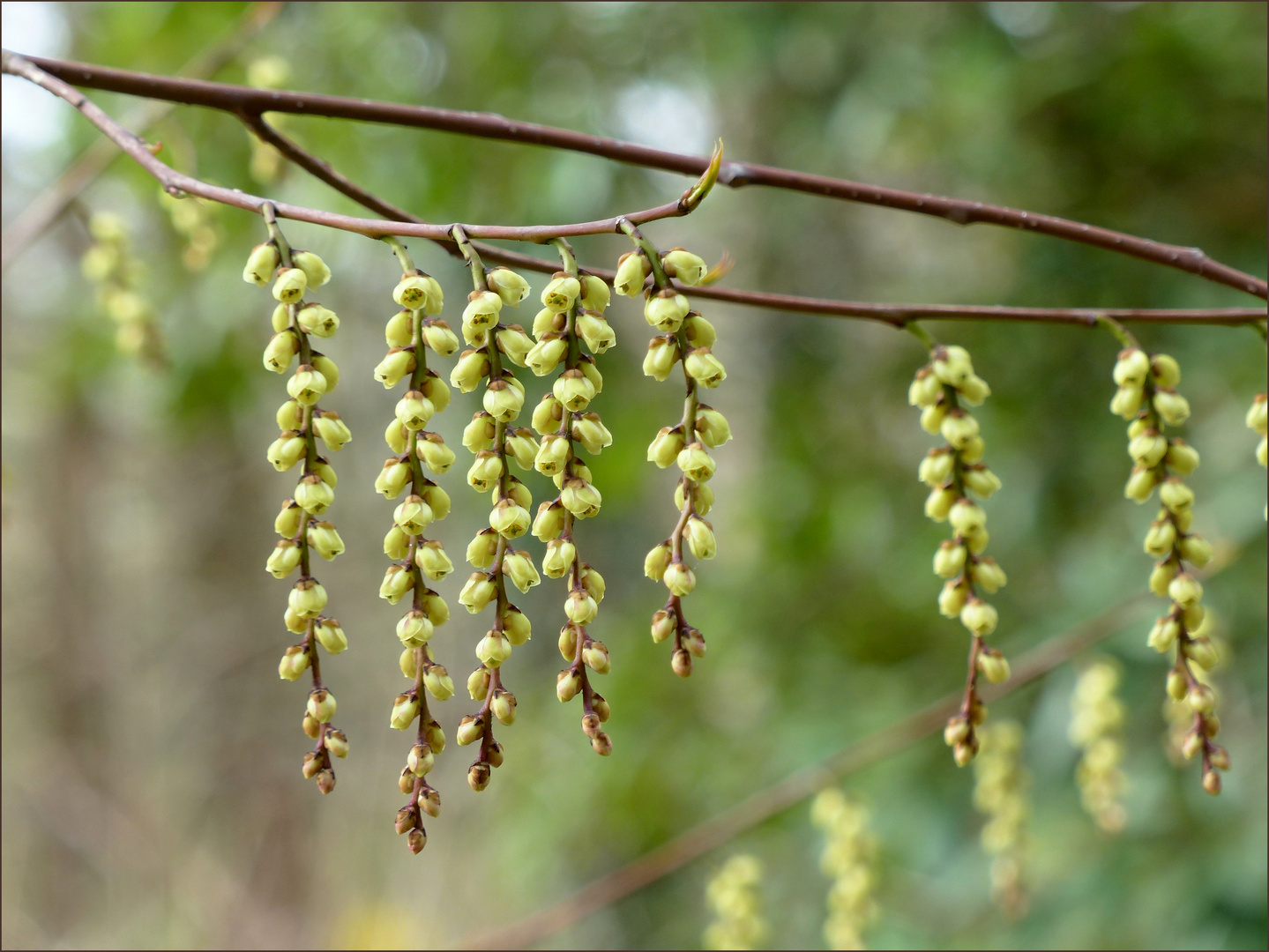 Japanischer Perlschweif (Stachyurus praecox)