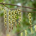 Japanischer Perlschweif (Stachyurus praecox)