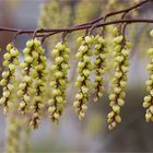 Japanischer Perlschweif (Stachyurus praecox).