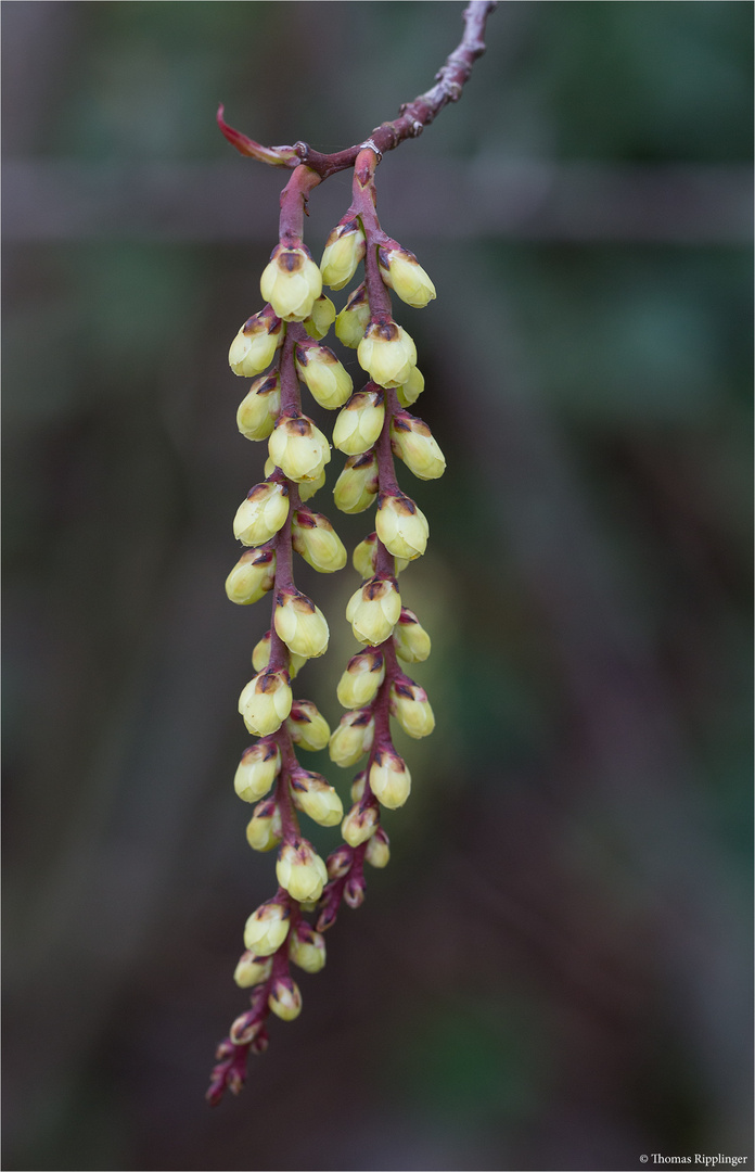 Japanischer Perlschweif (Stachyurus praecox)