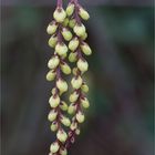 Japanischer Perlschweif (Stachyurus praecox)