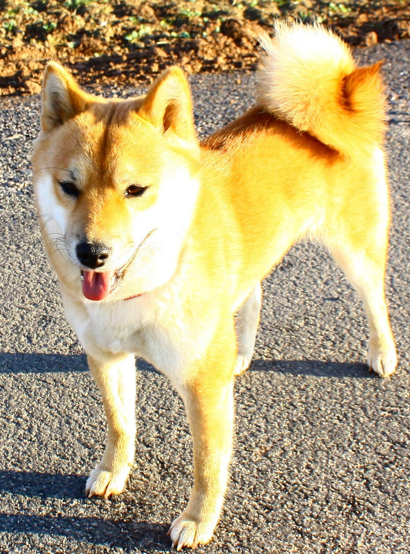 Japanischer Rassehunde - Shiba Inu