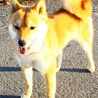 Japanischer Rassehunde - Shiba Inu