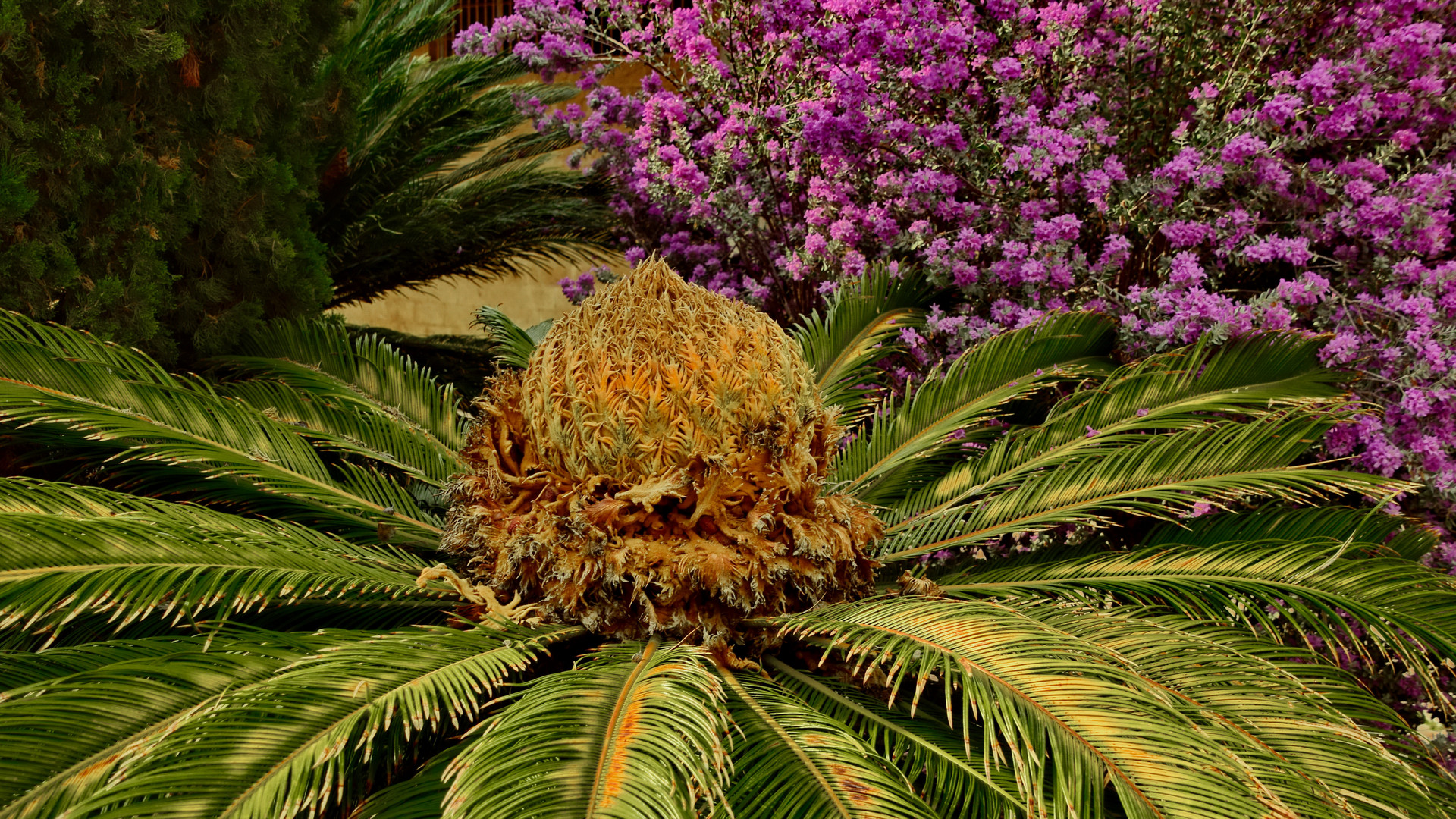 Japanischer Sagopalmfarn, weiblich Blüte