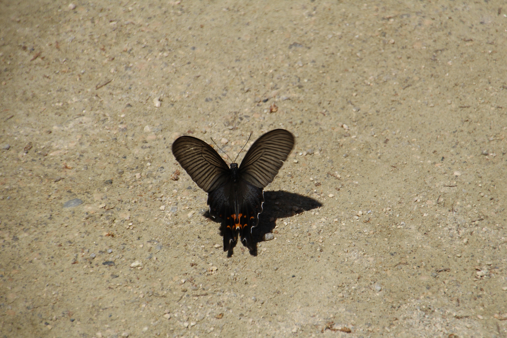 Japanischer Schmetterling