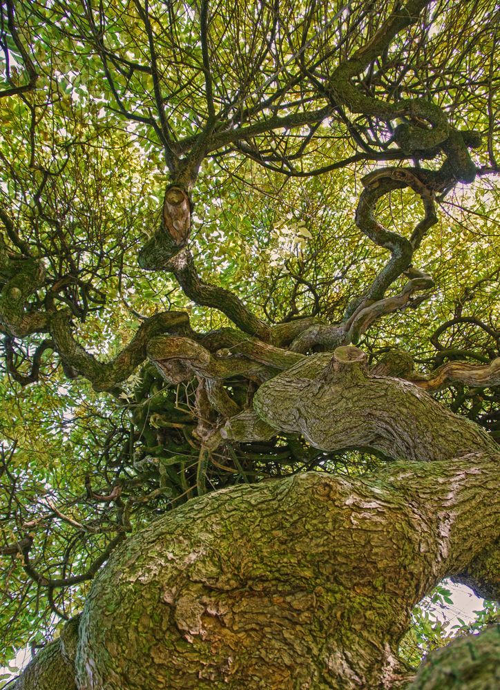 Japanischer Schnurbaum