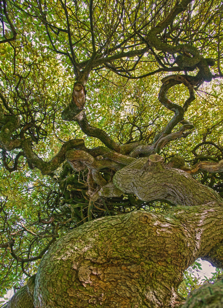 Japanischer Schnurbaum Foto & Bild | fotos, bäume, baum Bilder auf fotocommunity