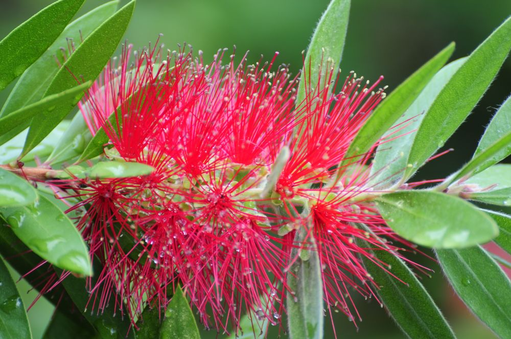 Japanischer Seidenbaum Blüte?