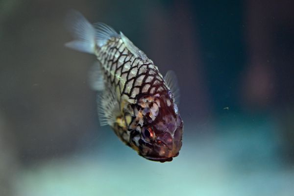 Japanischer Tannenzapfenfisch (Monocentris japonica)