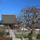 Japanischer Tempel 3