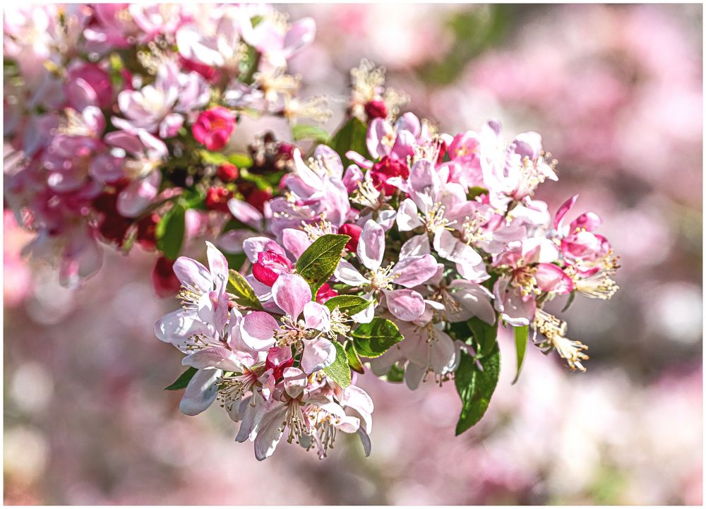 Japanischer Wildapfel