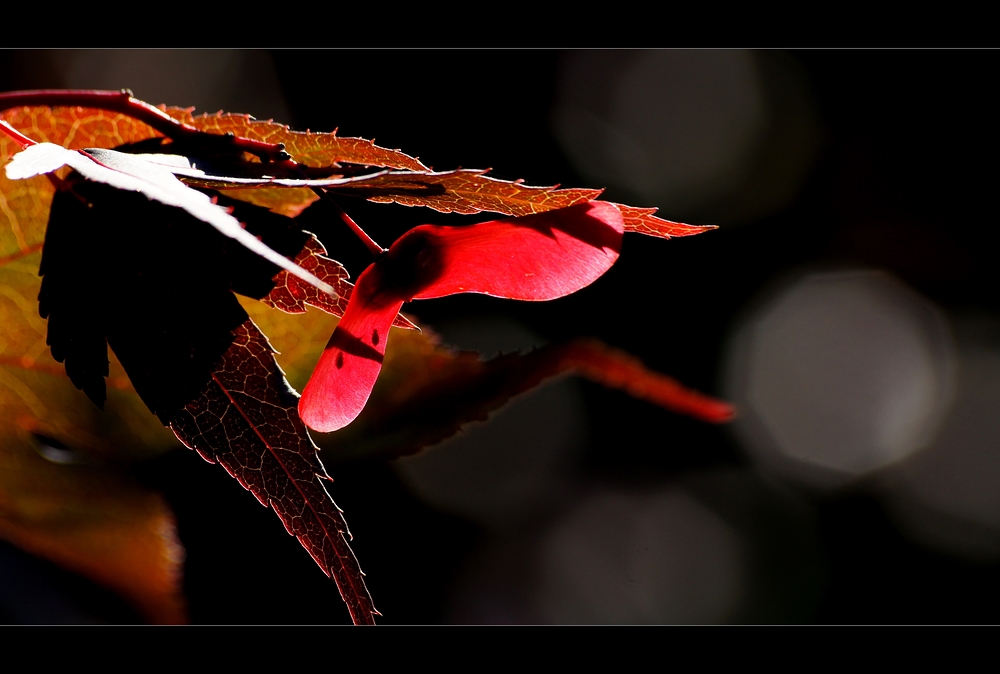 Japanischer Zier Ahorn Frucht rot Acer palmatum