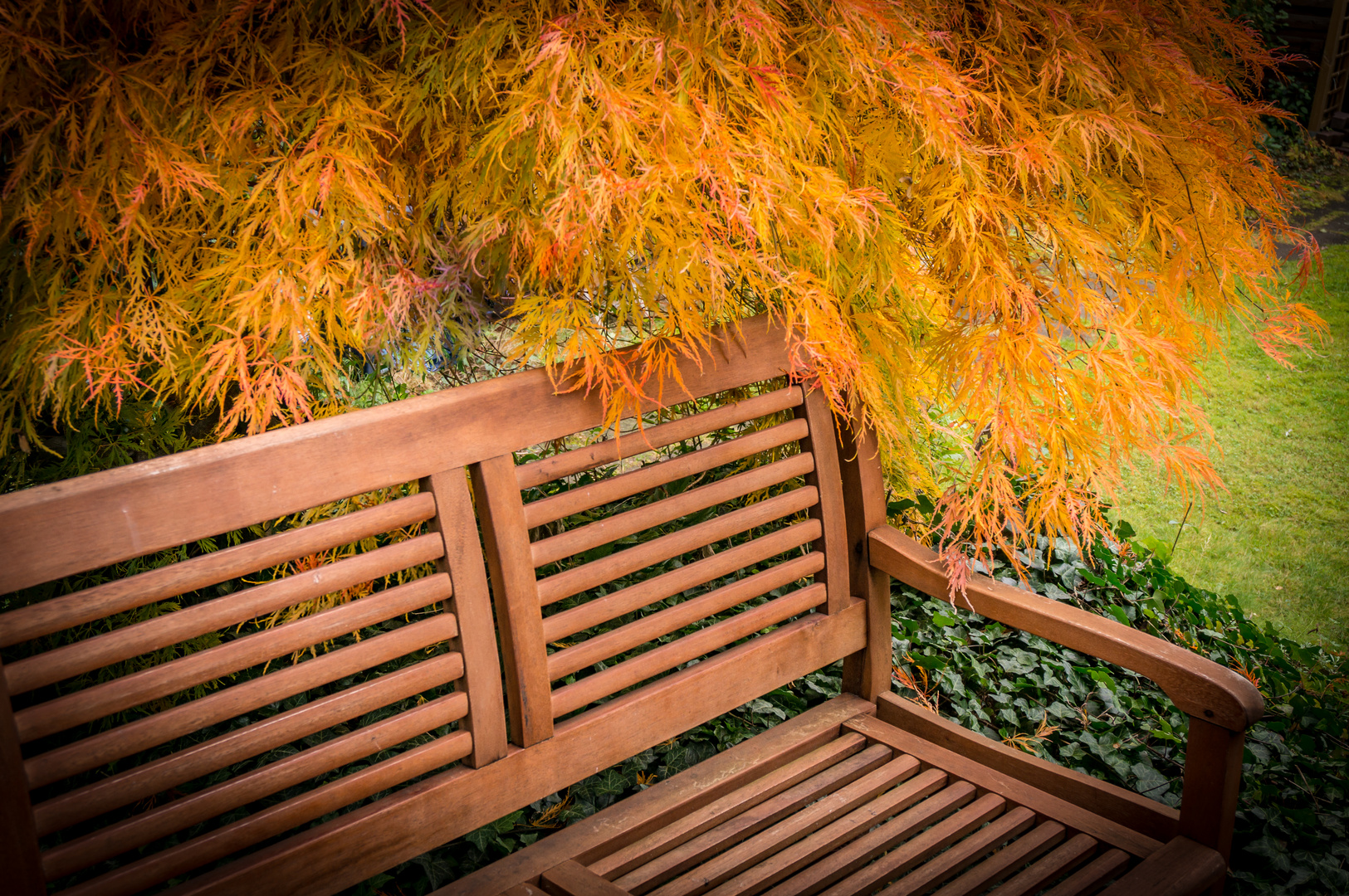 japanischer Zierahorn in unserem Garten