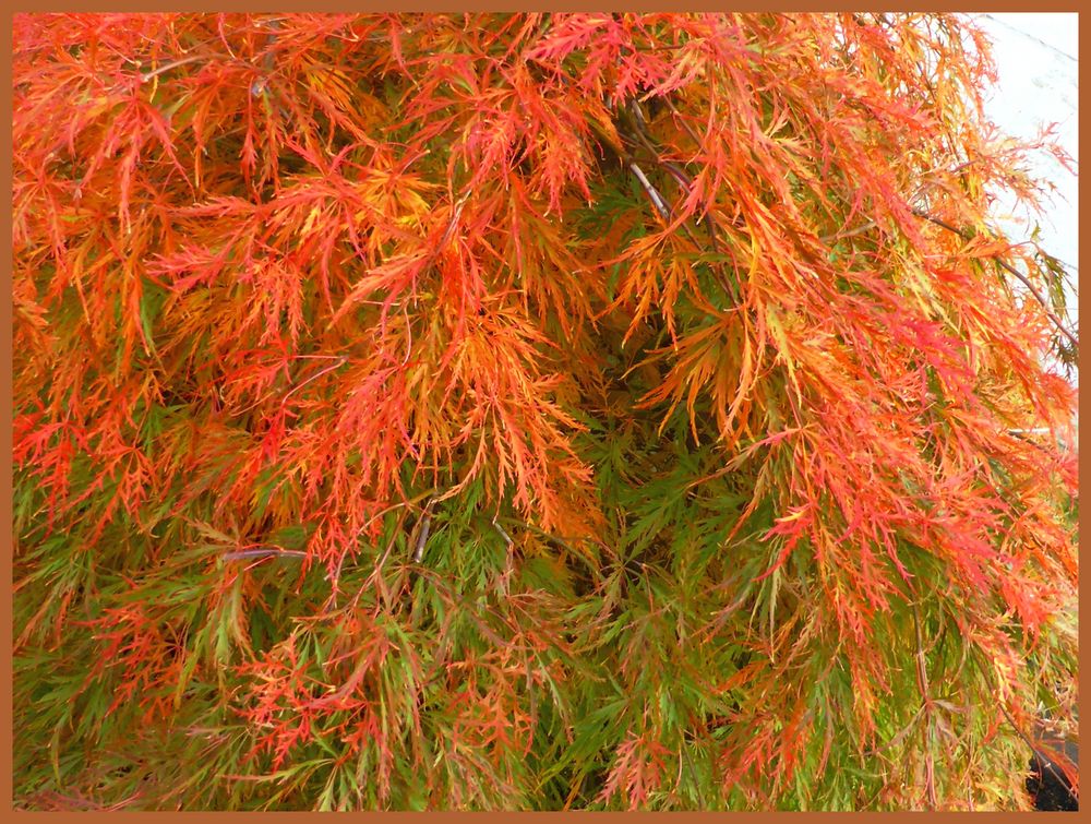 Japanischer Zierahorn in unserm Garten