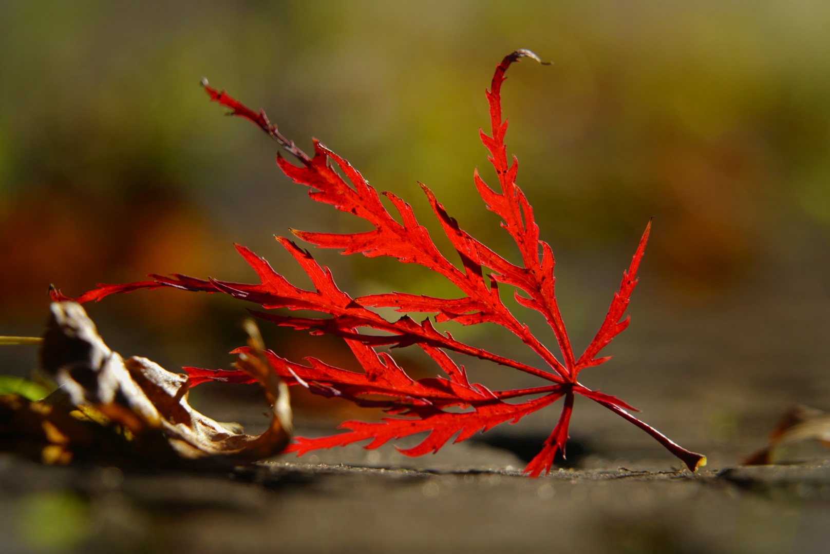 Japanischer Zierahornblatt im Herbstlicht