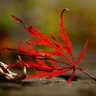 Japanischer Zierahornblatt im Herbstlicht