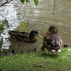 Japanischergarten Teich