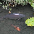 Japanischergarten Teich