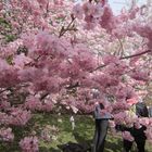 Japanisches Kirschblütenfest i. d. Gärten der Welt in Berlin